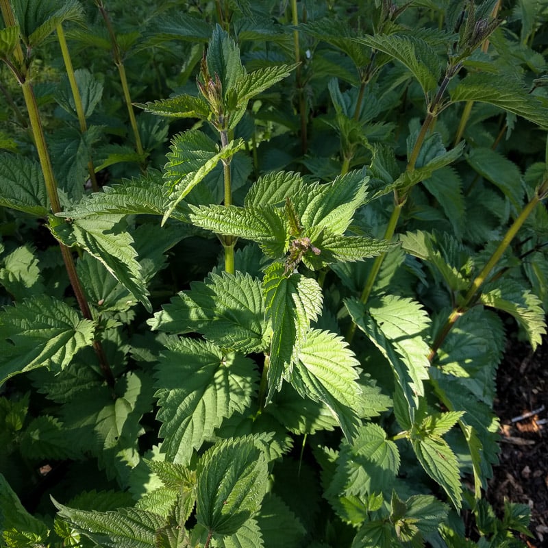 Unveiling the Wonders of Stinging Nettles: Nature's Sting with Healing Touch